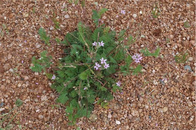 APII jpeg image of Erodium cicutarium  © contact APII