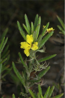 APII jpeg image of Goodenia heterophylla subsp. montana  © contact APII