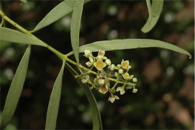 APII jpeg image of Santalum acuminatum  © contact APII