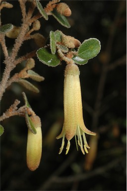 APII jpeg image of Correa reflexa var. nummulariifolia  © contact APII