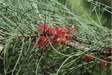 APII jpeg image of Allocasuarina campestris  © contact APII