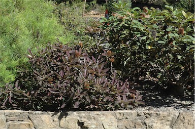 APII jpeg image of Banksia robur  © contact APII