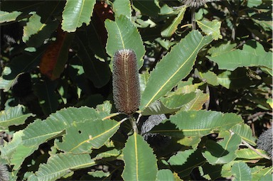 APII jpeg image of Banksia robur  © contact APII