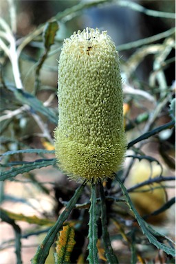 APII jpeg image of Banksia pilostylis  © contact APII