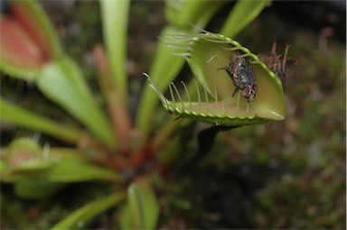 APII jpeg image of Dionaea muscipula  © contact APII