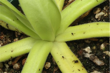 APII jpeg image of Pinguicula 'Hawkesbury'  © contact APII