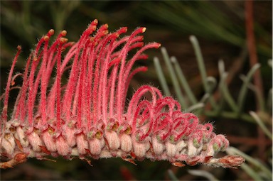 APII jpeg image of Grevillea thyrsoides subsp. thyrsoides  © contact APII