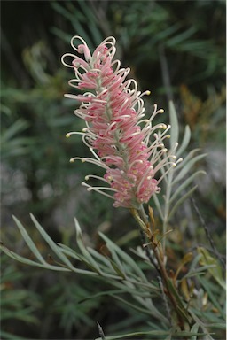 APII jpeg image of Grevillea 'Misty Pink'  © contact APII