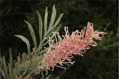 APII jpeg image of Grevillea 'Misty Pink'  © contact APII