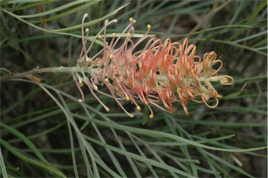 APII jpeg image of Grevillea 'Just Peachy'  © contact APII