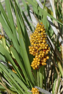 APII jpeg image of Lomandra longifolia  © contact APII