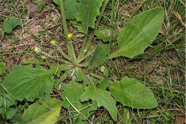 APII jpeg image of Cymbonotus preissianus  © contact APII