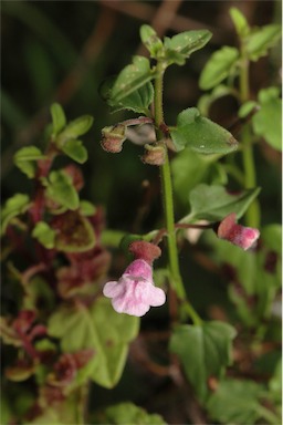 APII jpeg image of Scutellaria humilis  © contact APII