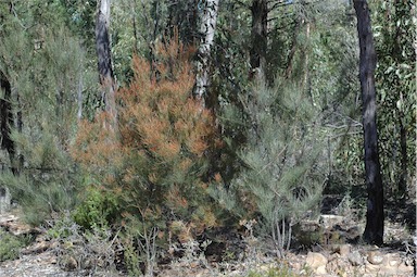 APII jpeg image of Allocasuarina diminuta subsp. diminuta  © contact APII