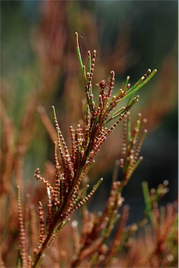 APII jpeg image of Allocasuarina diminuta subsp. diminuta  © contact APII