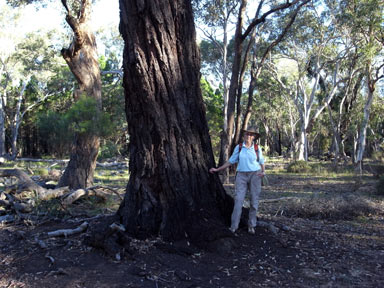 APII jpeg image of Eucalyptus sideroxylon  © contact APII