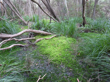 APII jpeg image of Sphagnum cristatum  © contact APII