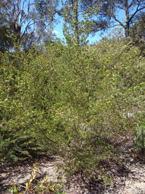 APII jpeg image of Grevillea insignis subsp. insignis  © contact APII