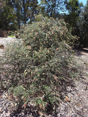 APII jpeg image of Grevillea willisii  © contact APII