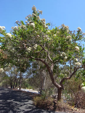 APII jpeg image of Angophora hispida  © contact APII