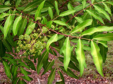 APII jpeg image of Polyscias sambucifolia  © contact APII