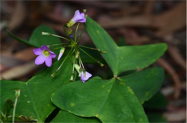 APII jpeg image of Oxalis latifolia  © contact APII