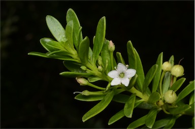 APII jpeg image of Myoporum 'Chunkey'  © contact APII