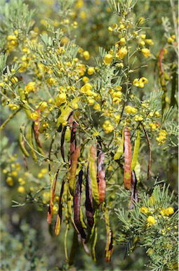 APII jpeg image of Senna artemisioides subsp. filifolia  © contact APII