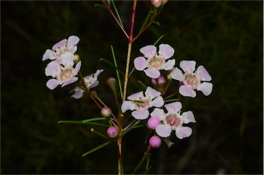 APII jpeg image of Chamelaucium uncinatum 'Cascade Brook'  © contact APII