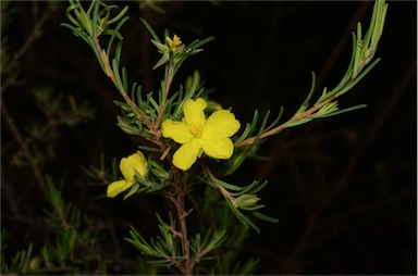 APII jpeg image of Hibbertia riparia  © contact APII