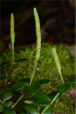 APII jpeg image of Peperomia tetraphylla  © contact APII