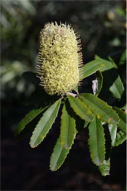 APII jpeg image of Banksia oblongifolia  © contact APII