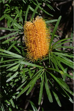 APII jpeg image of Banksia spinulosa var. spinulosa  © contact APII