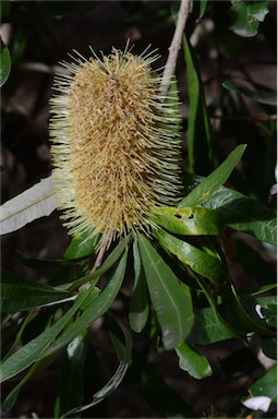 APII jpeg image of Banksia integrifolia subsp. compar  © contact APII