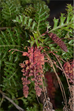 APII jpeg image of Grevillea bipinnatifida 'Jingle Bells'  © contact APII