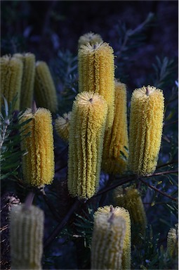 APII jpeg image of Banksia neoanglica  © contact APII