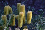 Banksia spinulosa var. neoanglica