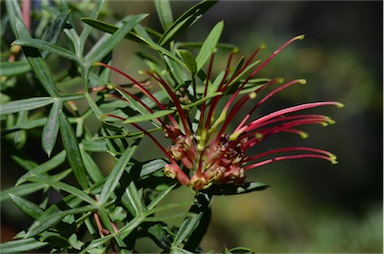 APII jpeg image of Grevillea ripicola  © contact APII