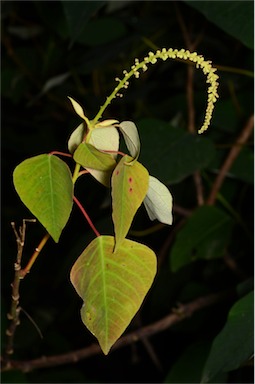 APII jpeg image of Homalanthus populifolius  © contact APII