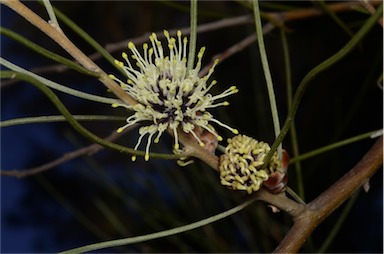 APII jpeg image of Hakea scoparia subsp. scoparia  © contact APII