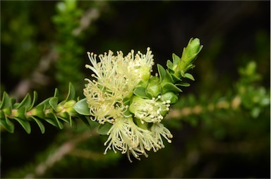 APII jpeg image of Melaleuca eurystoma  © contact APII