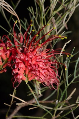 APII jpeg image of Grevillea preissii subsp. preissii  © contact APII