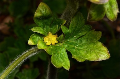 APII jpeg image of Ranunculus scapiger  © contact APII