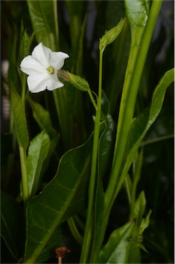 APII jpeg image of Nicotiana rosulata subsp. ingulba  © contact APII