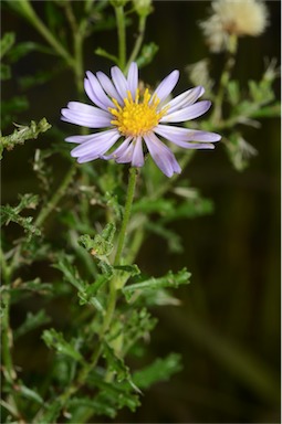 APII jpeg image of Olearia stuartii  © contact APII