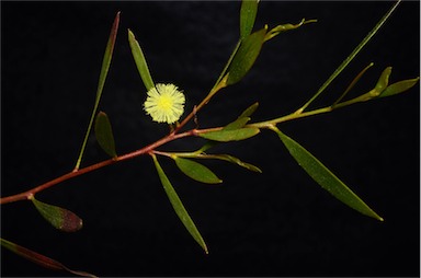APII jpeg image of Acacia spongolitica  © contact APII