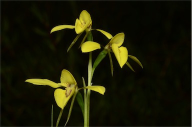 APII jpeg image of Diuris lanceolata  © contact APII