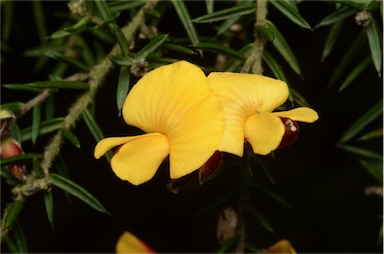 APII jpeg image of Pultenaea juniperina  © contact APII