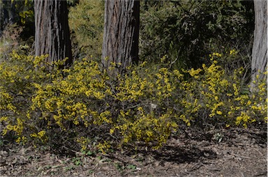 APII jpeg image of Acacia gordonii  © contact APII