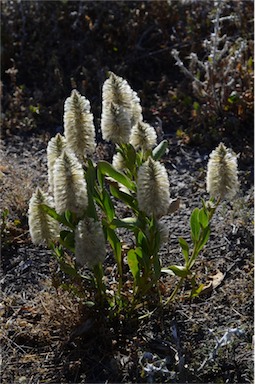 APII jpeg image of Ptilotus nobilis  © contact APII